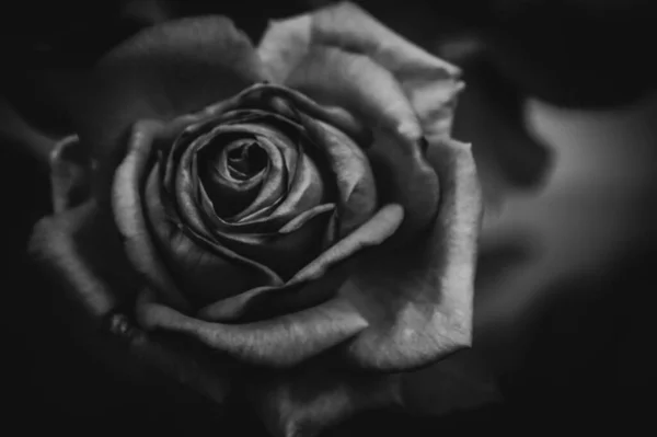 Beautiful Romantic Rose Monochrome Black White Background Wallpaper Лицензионные Стоковые Фото
