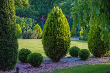 Parktaki güzel yeşil bahçe