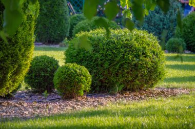 Bahçedeki yeşil çimenler, yaz günü, doğa.