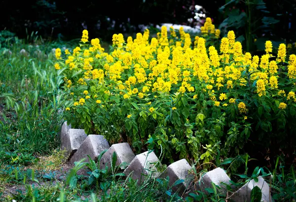 Beautiful Flowers Park — Stock Photo, Image