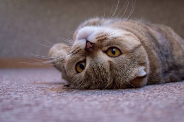 Sevimli kedi İskoç katının portresi