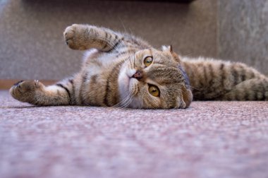 Şirin İngiliz kedisi yerde yatıyor