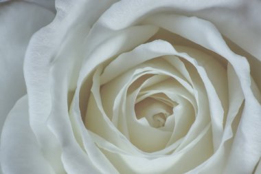 White rose close up background