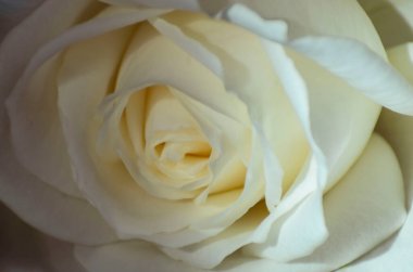 Yumuşak beyaz gül çiçekli sevgililer günü kartpostalı için arka plan