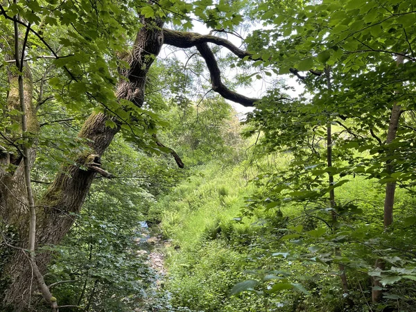 Старый Лесной Ручей Глубоко Сельской Местности Рядом Уилсден Великобритания — стоковое фото