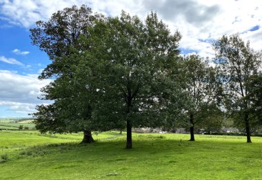Kırsal alan, eski ağaçlar, tarlalar ve uzak tepeler, Embsay, Skipton, İngiltere köyü yakınlarında.