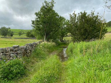 Farm track, with wild grasses, old trees, and a dry stone wall, on a wet day near, Appletreewick, Skipton, UK