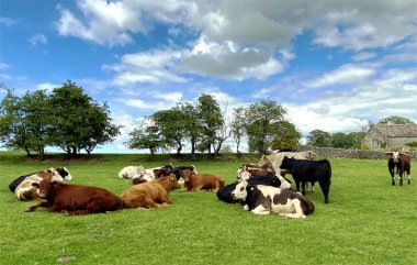 İnekler Rylstone, İngiltere yakınlarındaki bir tarlada dinleniyor.