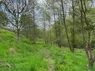Woodland, bir patika, uzun çimenlerin arasında, bulutlu bir bahar gününde, Manorley Lane, Shelf, Bradford, İngiltere