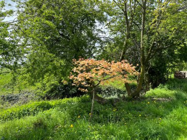 St. Aidan Kilisesi, Buttershaw, Bradford, İngiltere yakınlarındaki kır evleri ve ağaçlar.
