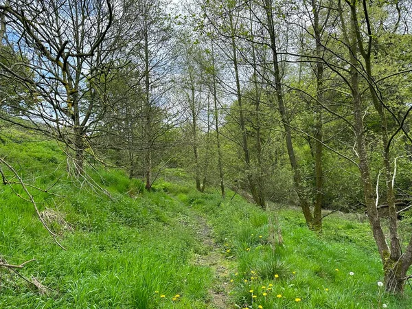 Woodland Mit Einem Fußweg Der Durch Langes Gras Führt Einem — Stockfoto