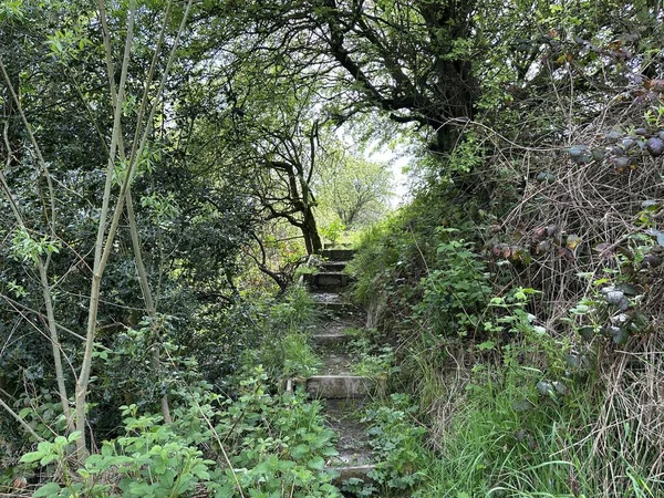 Escaleras Victorianas Que Conducen Través Del Bosque Con Espesa Maleza — Foto de Stock