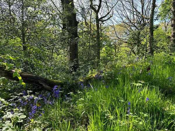 Forest Scene Bluebells Wild Grass Growing Moss Covered Fallen Tree — Fotografia de Stock
