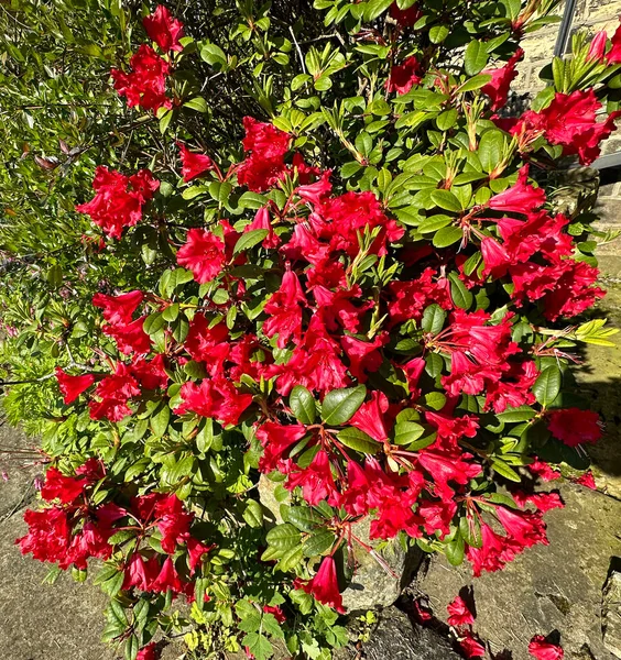 Kilátás Rhododendro Mély Vörös Virágok Meg Egy Kőfal Polc Halifax — Stock Fotó