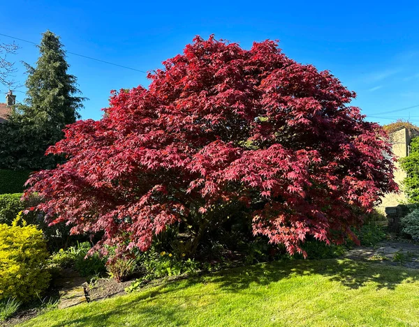 Schöner Ahornbaum Vor Blauem Himmel Einem Späten Frühlingstag Einem Englischen — Stockfoto