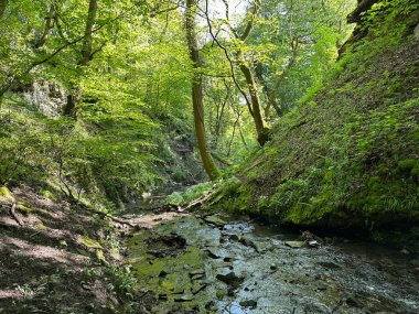 Kadim ormanlık alanlarda, Kester Hole şelalesinin altında, Shelf, Halifax, İngiltere 'deki vahşi bitkiler, kayalar ve yaşlı ağaçların arasından akan akarsu.