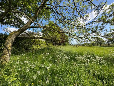 Soaper Lane 'de bir tarlanın köşesinde, yabani bitkiler, eski ağaçlar ve uzak tarlalar, bir bahar günü Northowram, Halifax, İngiltere