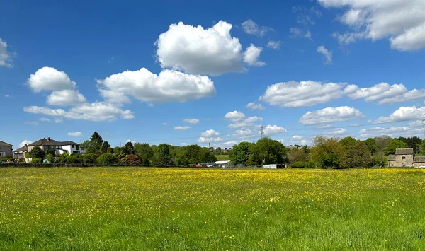 Krajobraz Wiejski Pobliżu Westercroft Lane Polami Dzikimi Kwiatami Drzewami Domami — Zdjęcie stockowe