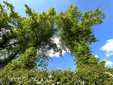 Gökyüzüne doğru büyüyen büyük yaşlı ağaçlar Norwood Green, Halifax, İngiltere 'de mavi gökyüzüne karşı kurulmuş.