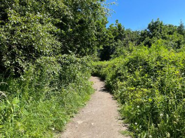 Dar patika, öncü geçmiş, yabani bitkiler, yaşlı ağaçlarla dolu, canlı mavi gökyüzüne karşı kurulmuş, Pudsey, İngiltere