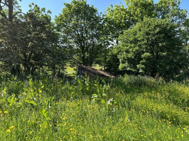 Küçük terk edilmiş kulübe, kısmen çimenler, yabani bitkiler ve ağaçlarla gizlenmiş, Leaventhorpe Lane, Bradford, İngiltere