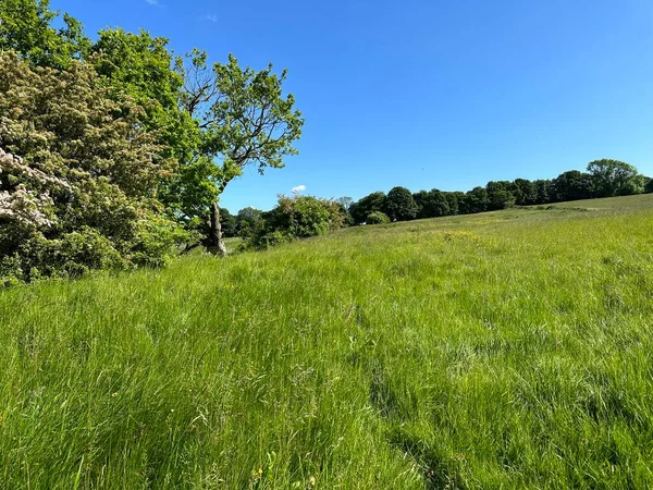 Landschaftsaufnahme Eines Ausgedehnten Abschüssigen Feldes Mit Langen Gräsern Wildpflanzen Und — Stockfoto