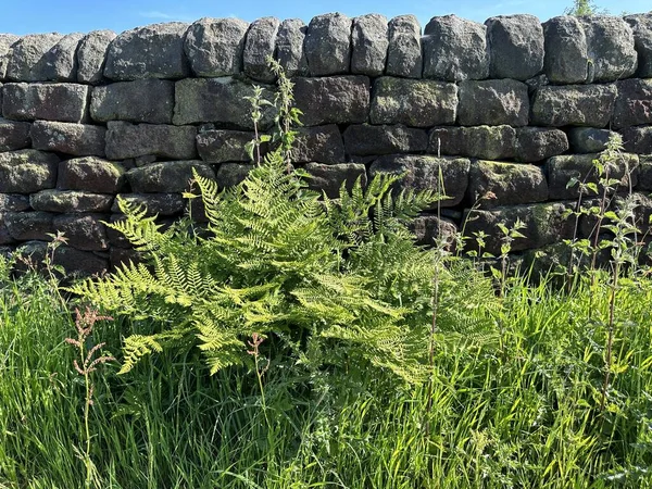 Wild long grass, bracken, and plants, growing next to a, dry stone wall, close to the, Long Causeway, Todmorden, UK