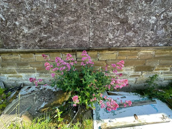 Fleurs Roses Sauvages Poussant Sur Des Terrains Vagues Côté Magasin — Photo