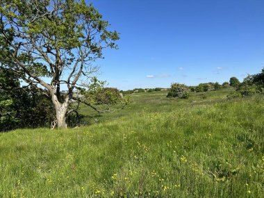Yamuk çimen çayırı, yabani bitkiler, eski ağaçlar ve yakınlarda mavi bir gökyüzü, Leaventhorpe Lane, Bradford, İngiltere