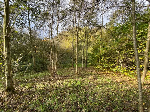 木の風景 ヒートンの森 裸の木 散乱葉で ヒートン ブラッドフォード — ストック写真