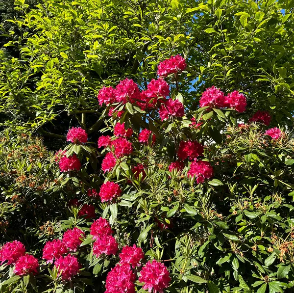 Czerwone Kwiaty Położony Wśród Zieleni Pobliżu Drogi Słoneczny Dzień Pobliżu — Zdjęcie stockowe