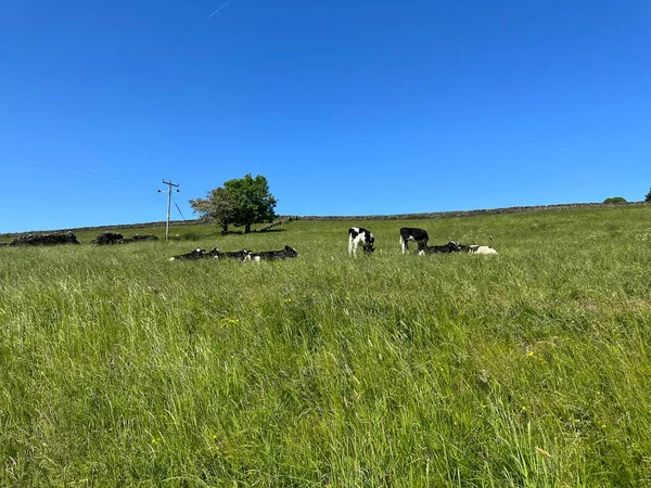 Black White Cows Relaxing Grazing Field Long Grass Plants Sunny — Stock Photo, Image
