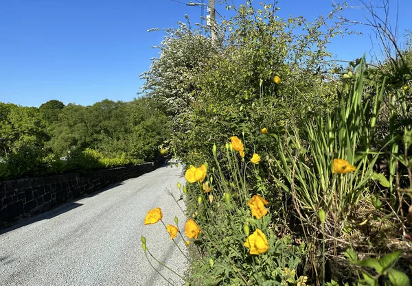 Wild Flowers Growing Roadside Lumbutts Road Trees Distance Todmorden — Stock Photo, Image
