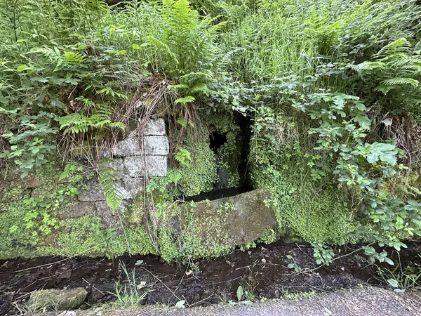 Vroege Victoriaanse Stenen Waterbak Bedekt Met Wilde Planten Bladeren Causeway — Stockfoto