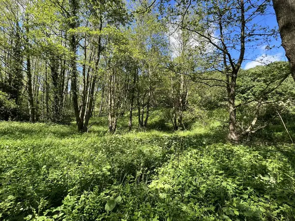Waldszene Mit Alten Bäumen Wildpflanzen Und Hügeln Einem Frühlingstag Hirst — Stockfoto