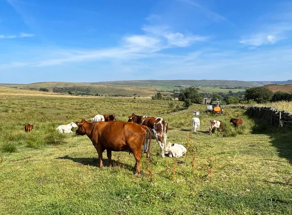 stock image Rural scene, with cows, calves, a tractor, undulating fields, and distant hills near, Slack Lane, Linfitts, Oldham, UK