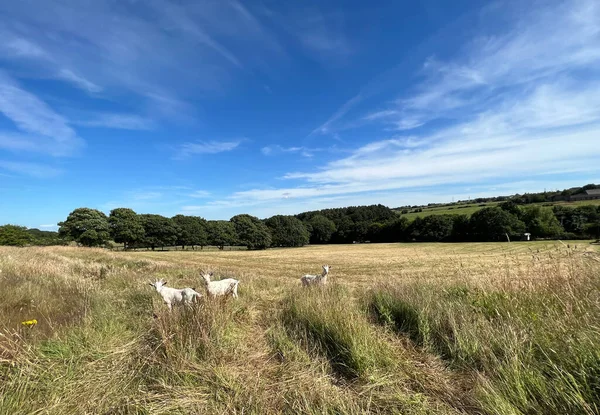 Country landscape, with white goats, relaxing in a freshly mown field, with old trees in the distance in, Tong, Bradford, UK