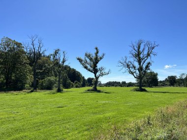 Ribble Lane 'den görüntüler, geniş bir tarlası ve ağaçlarıyla, canlı mavi gökyüzüne karşı, Chatburn, Clitheroe, İngiltere