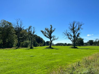 Ribble Lane 'den görüntüler, geniş bir tarlası ve ağaçlarıyla, canlı mavi gökyüzüne karşı, Chatburn, Clitheroe, İngiltere
