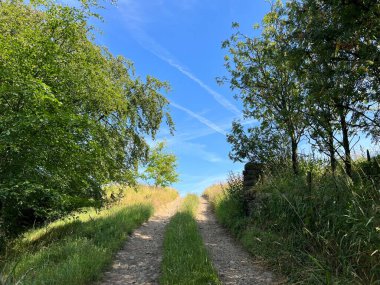Ufkun ötesine giden eski araba yolu, eski ağaçlar ve vahşi bitkilerle, mavi gökyüzüne karşı, Delph, İngiltere 'de.