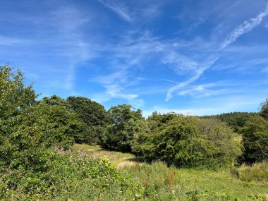 Vahşi bitkiler, çiçekler, uzun otlar, ve yaşlı ağaçlar, Tong, Bradford, İngiltere yakınlarındaki ormanlık alanda.