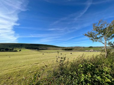 Kırsal alan, büyük biçilmiş tarlalar, koyunlar, tepeler, ve yakınlarda puslu bir gökyüzü, Back Lane, Newton, İngiltere