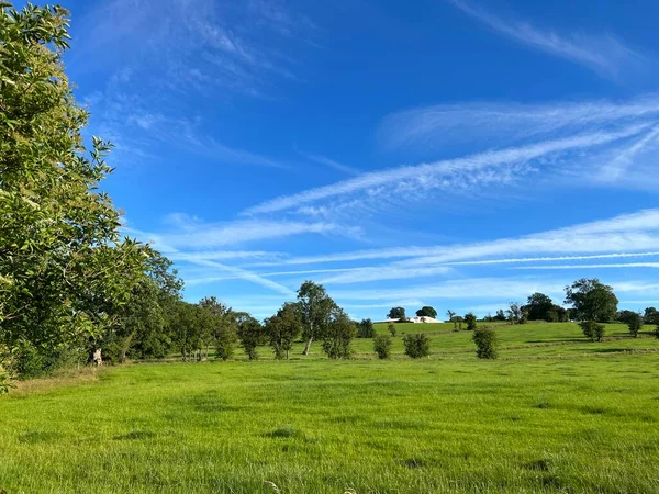 Πλούσιο Πράσινο Τοπίο Παλιά Δέντρα Και Ένα Θολό Μπλε Ουρανό — Φωτογραφία Αρχείου