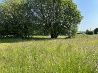 Vahşi otlar ve bitkiler, büyük yaşlı ağaçlarla, güneşli bir günde, Far Common Road, Moor Top, Dewsbury, İngiltere