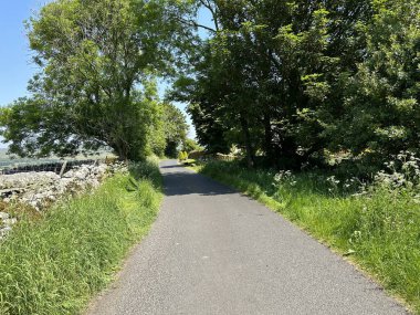 Yukarı bakıyorum, Tarns Lane, kuru taş duvarlar, yabani otlar ve yaşlı ağaçlarla, Threshfield, İngiltere 'de güneşli bir günde.