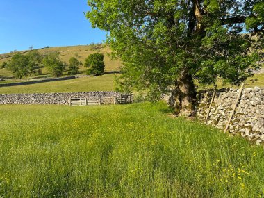 Yorkshire Dales manzarası, uzun otlar, yabani bitkiler, kuru taş duvarlar, ve yakınlardaki uzak tepeler, Kettlewell, İngiltere