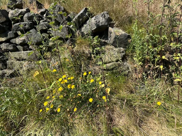 Сломанная Сухая Каменная Стена Желтыми Дикими Цветами Длинными Травами Хелм — стоковое фото