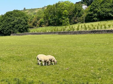 Büyük bir tarlada otlayan koyunlar, kuru bir taş duvar, eski ağaçlar ve tepeler, Farnhill, Keighley, İngiltere