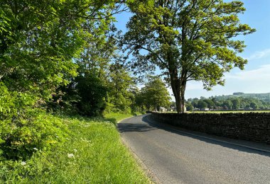 Yorkshire Dales landscape, with wild plants, stone walls, fields, and hills in, Burton-cum-Walden