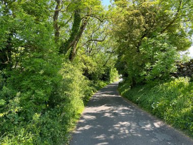 Tarns Lane, kuru taş duvarları, yabani bitkileri ve İngiltere 'nin Threshfield kentindeki Yorkshire Dales köyü yakınlarındaki yaşlı ağaçlarıyla.